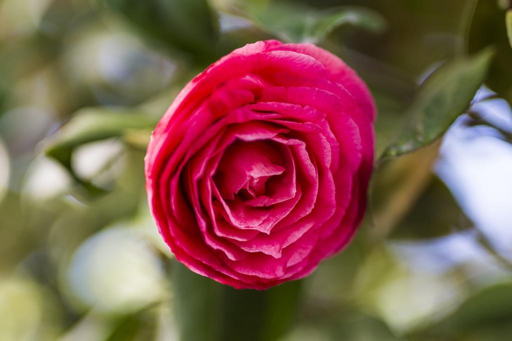 ホテル Il Giardino Di Fiorina ノヴァーテ・ミラネーゼ エクステリア 写真
